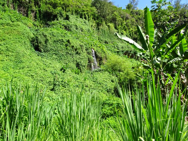 Bananiers et grandes herbes ne cachent pas le spectacle de l'eau