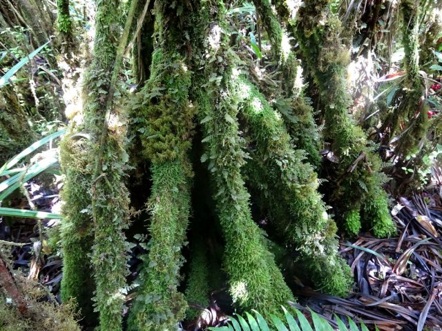 Beaucoup plus de mousses que de lianes lors de la remontée