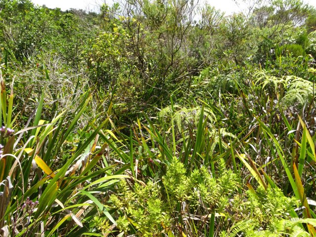 Beaucoup de sabres, de hautes herbes et de fougères à l'approche du barrage