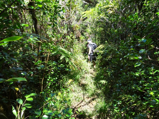Le sentier de Bélouve, plus large que sa version nord prise au départ