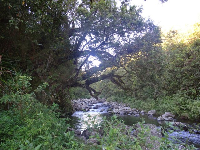 Franchir la ravine à gué à ce vieux bois de rempart