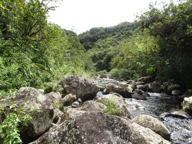 Remontée du Bras des Lianes jusqu'aux cascades