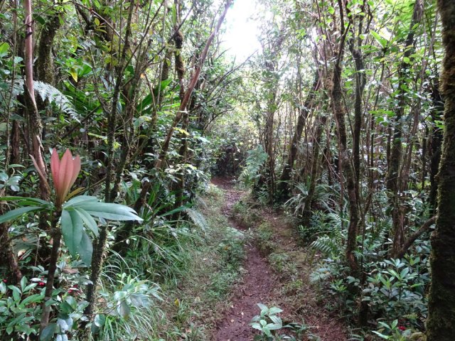 Le sentier s’élargit à cause de la boue