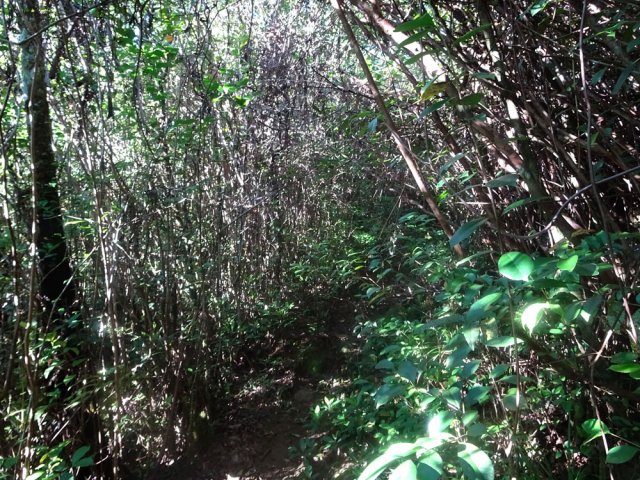 Les goyaviers sont si serrés qu'on ne peut perdre le sentier