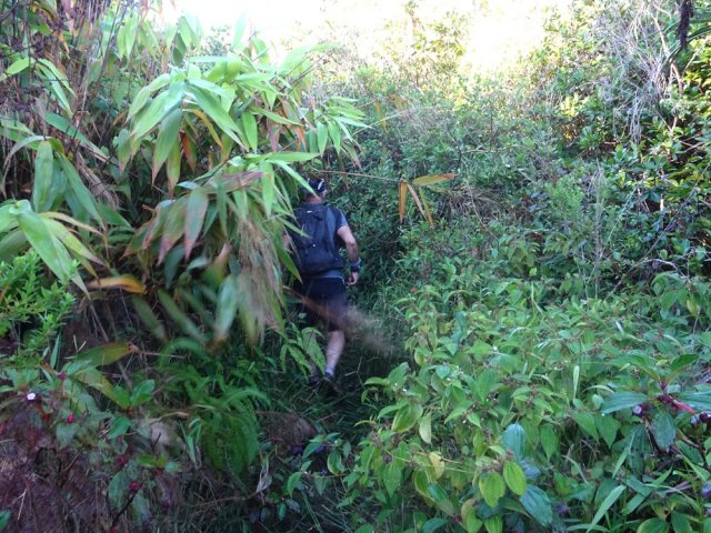 Le sentier traverse une véritable jungle
