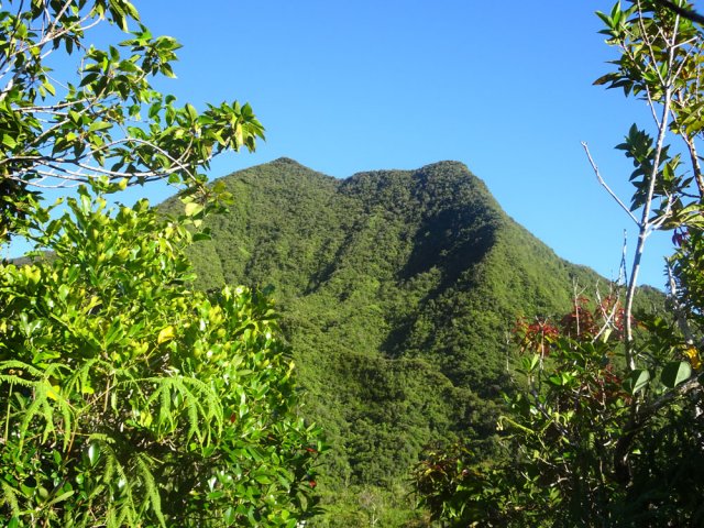Le Morne du Bras des Lianes vu d'une trouée dans les goyaviers