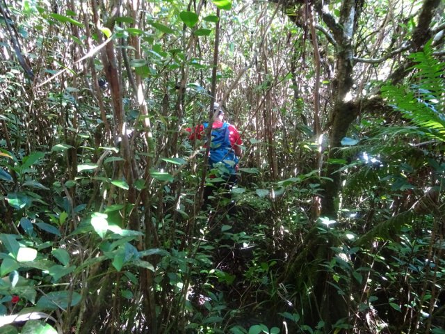 Le sentier des cascades, extrêmement étroit dans les goyaviers