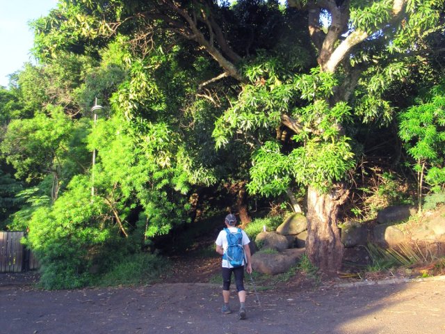 Le début du sentier en direction du Piton Patates