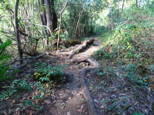 Longue racine en travers du sentier