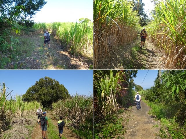 La descente est une balade dans les champs de canne