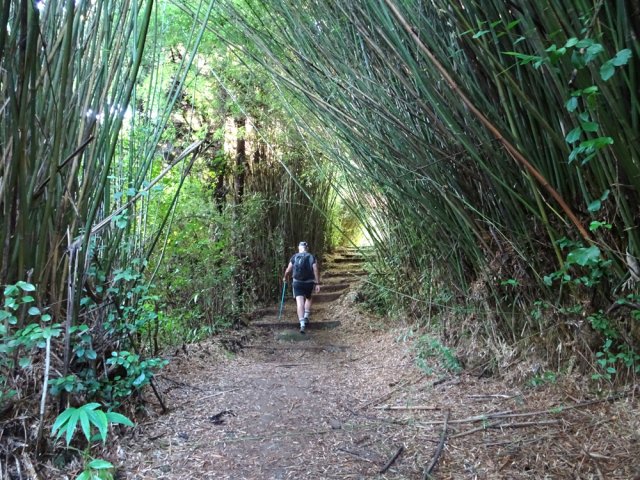 Nouveau raccourci sous les bambous