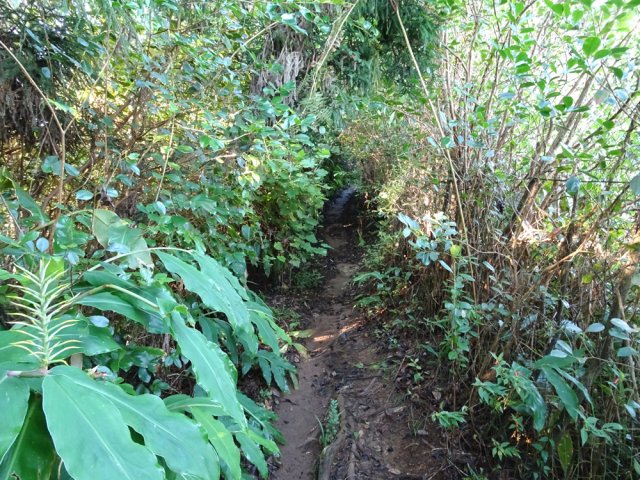 Le départ du sentier est un peu envahi de longoses et de goyaviers