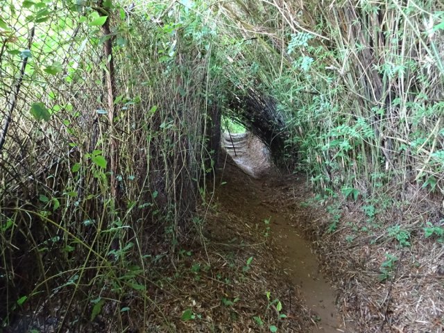 Le grillage retient les bambous qui pourraient boucher le passage
