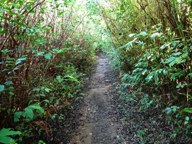 Longue portion de goyaviers