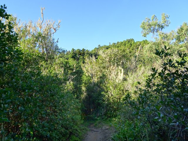 Il reste quelques bois de couleurs qui semblent souffrir de cet envahissement