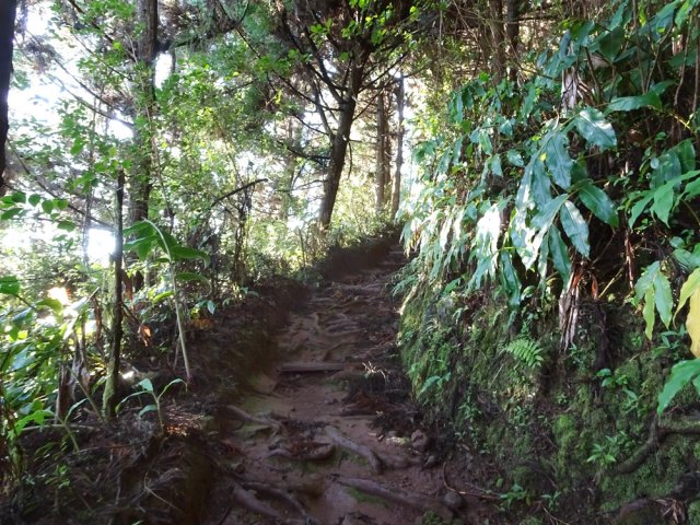 On retrouve plus haut les racines glissantes de cryptomerias