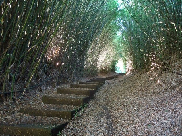 Le premier raccourci sous les touffes de bambous