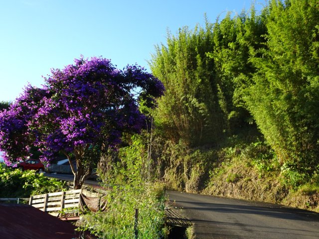 Arbre à orchidées au troisième raccourci