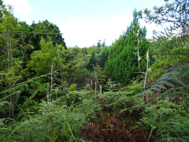 On est toujours au plus près de la forêt de cryptomerias