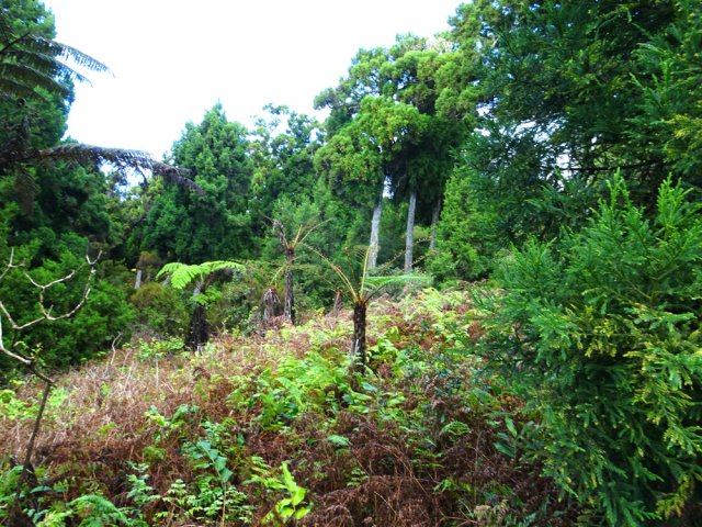 Les fanjans ont un peu de mal à se développer