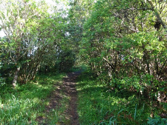 Beaucoup d'essences différentes de bois de couleurs tout au long de la boucle