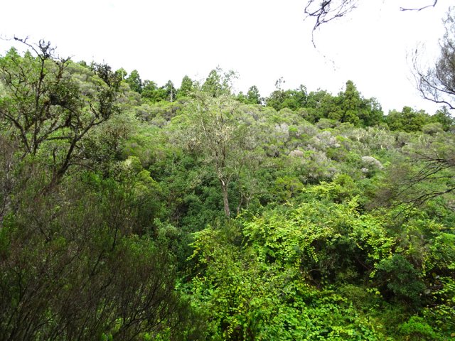 On trouve encore des zones de bois de couleurs