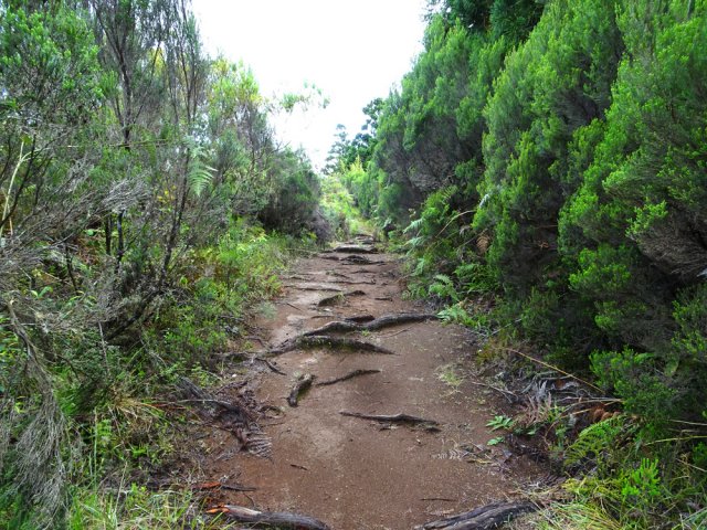 Le début de la descente vers le morne est envahi de racines