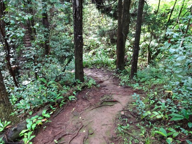 Descente vers un affluent de la Ravine Laverdure