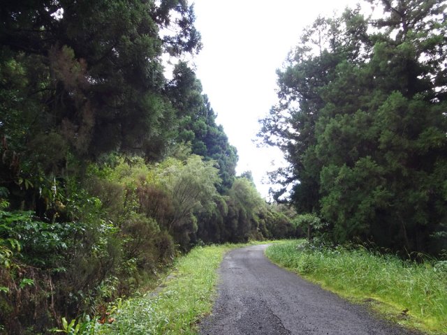 La petite route est constamment bordée de cryptomerias