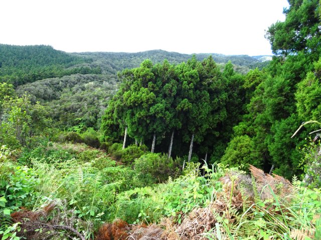 La région est fortement recouverte de cryptomerias