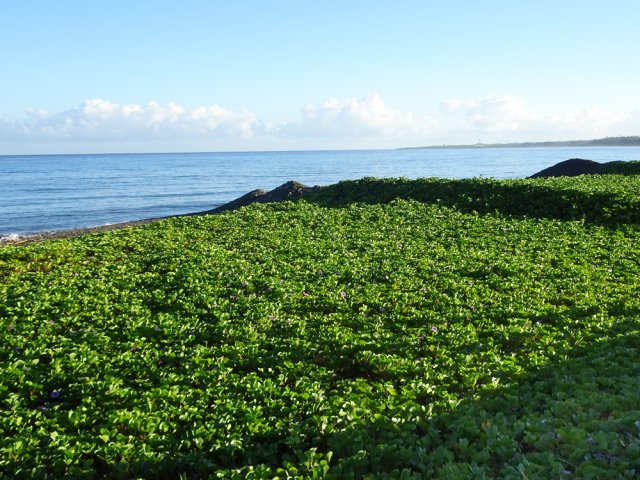 Une mer de patates à Durand en bord d'océan