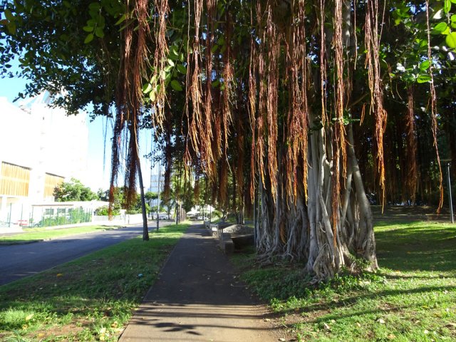 Les gros banians de la Rue du Père Lafosse