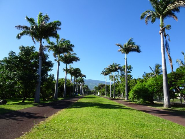 L'allée principale du Parc Boisé bordée de palmiers royaux