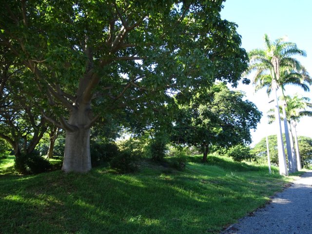 Un baobab en bord d'avenue