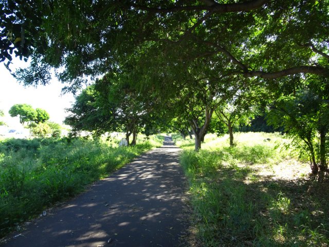 La piste ombragée qui ramène vers le Port Est