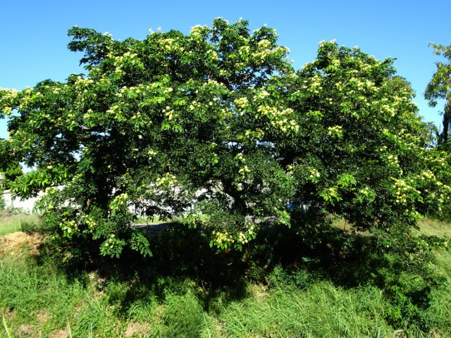 Un des bois noirs des bas bordant la piste