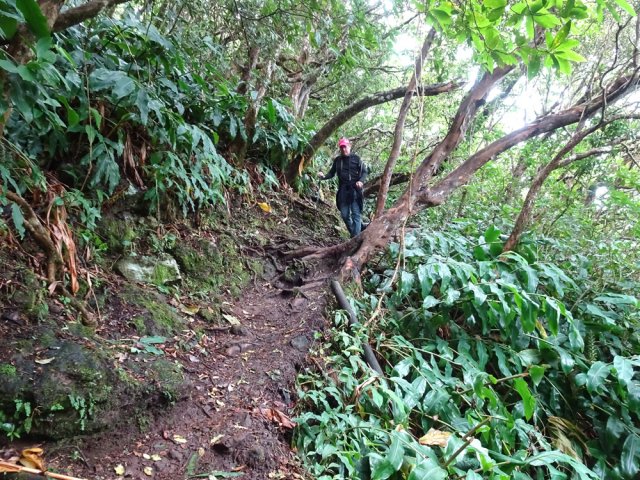 Beaucoup de racines et des portions glissantes