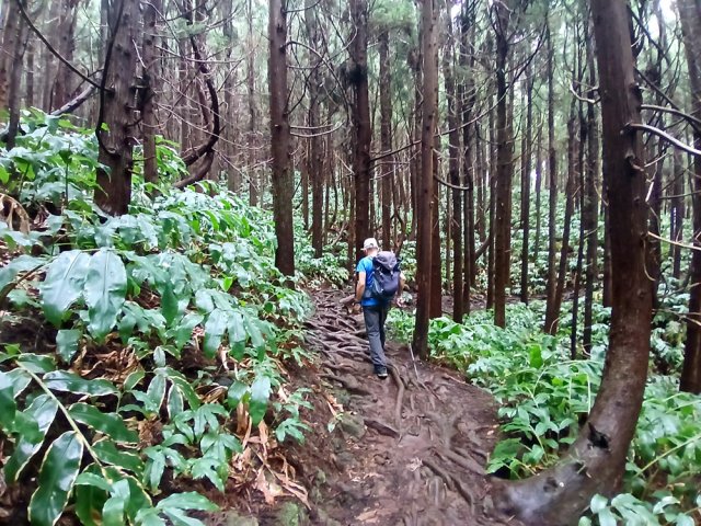 On retrouve les racines de cryptomerias pour plusieurs kilomètres