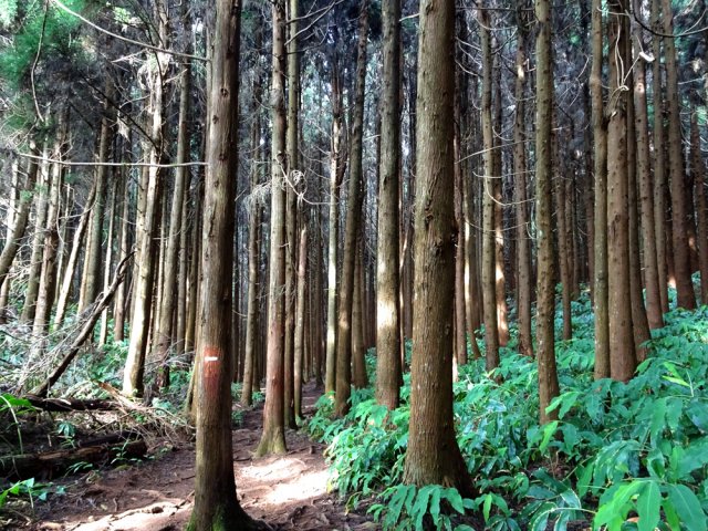 Il y a de quoi fabriquer des milliers de planches de coffrage