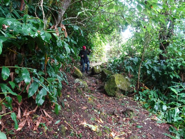 Le sentier après le Bras Patates