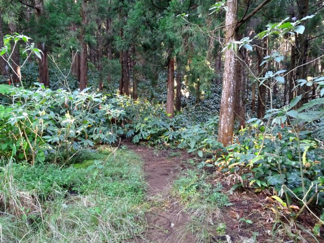 La montée débute sous les cryptomerias et dans les longoses