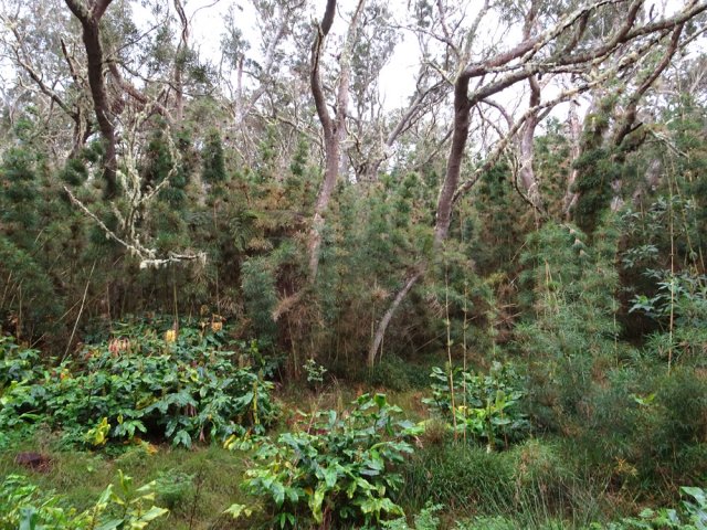 Profiter de la végétation bordant la RF des Tamarins