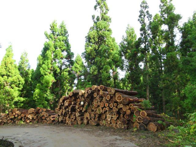 Attention aux engins durant l'abattage des conifères