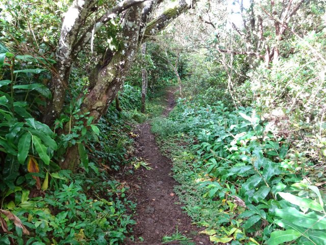 Le sentier des Ouvriers, même fermé, est toujours en bon état