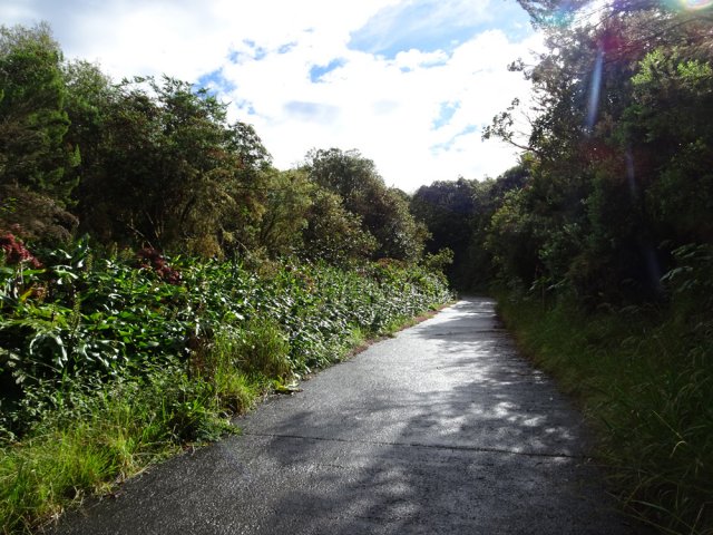 Les hortensias bordant la RF du Tévelave sont étouffés par les longoses