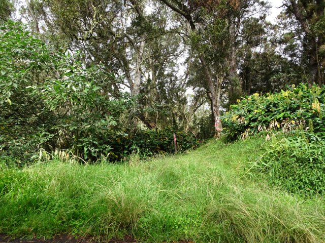 Début du sentier dans les herbes