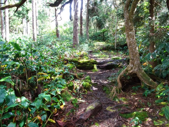 Agréable sentier moussu sous les cryptomerias