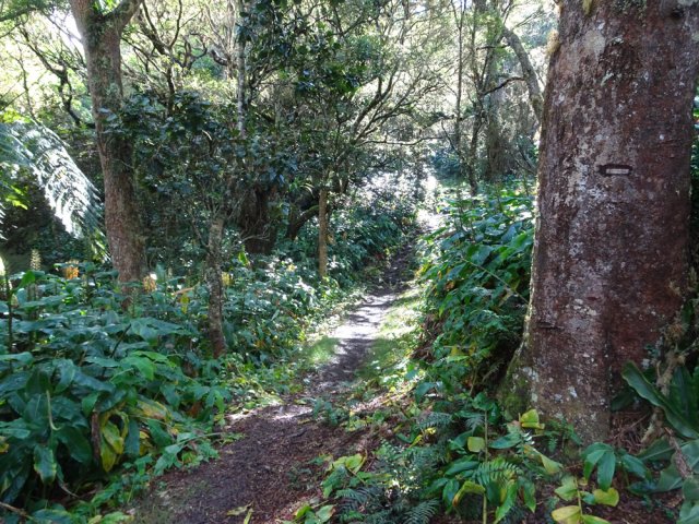 Quelques grands tans rouges bordent le sentier