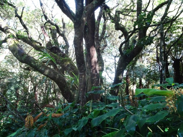 Moins fréquent, un tan rouge aux multiples troncs