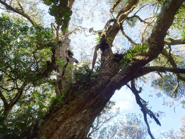 Ne pas manquer quelques gros tamarins des Hauts